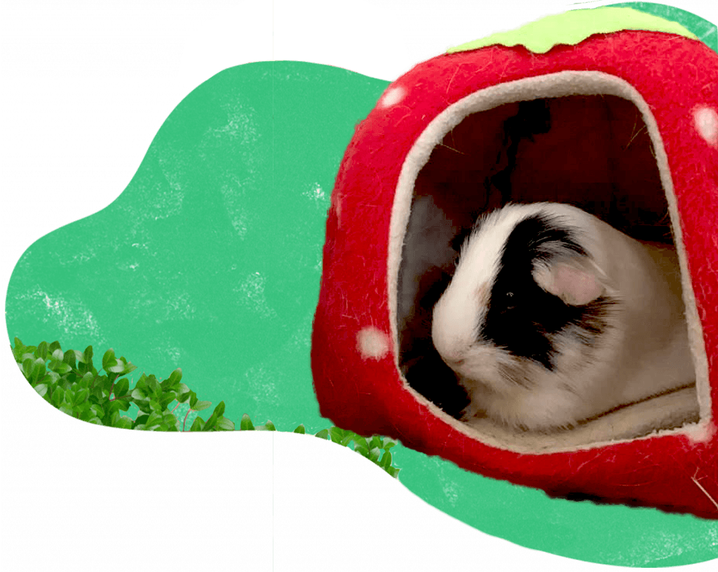 Het oppas adres voor je cavia